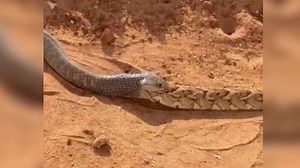 „Ist schon eklig!": Kannibalen-Kobra verschlingt Artgenossen – direkt neben deutschen Safari-Touris!