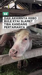 Upacara Kerbau Bule Keturunan Kyai Slamet sebelum di kirab diantaranya dikembalikan ke tempat asalnya. Buat yang nonton kirab jangan memakai baju warna merah ya...Oh ya foto kerbau jangan menggunakan kamera flash.. #fyp #keratonsurakarta #kerbaubule #kirabsuro #mahesa