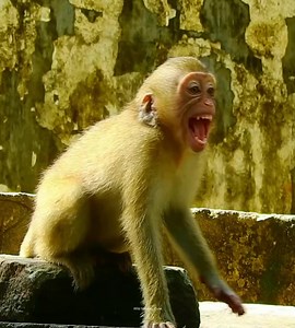 Oop Nasty Rainbow alert to scare Big Amber, Oh Dawn feel proud of her mate, always do that, as cameramen stand close to her, prepare to help her | Wild Monkey Zone
