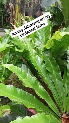 Anong kakaiba sa male at female birdsnest ferns . #kontingkaalaman #contentcreator2025 | Emma Talaba