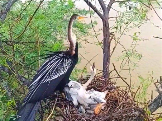 2.3K views · 38 reactions | Mother anhinga birds protect baby in nest | The neck of Anhinga Bird is as long as that of a giraffe #anhinga​ #birds​ #neck​ #long​ #giraffe | Wild BIRDS | Facebook