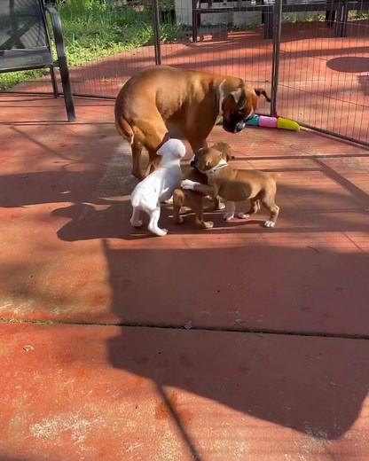 Boxer Puppies: The Perfect Addition to Your Family