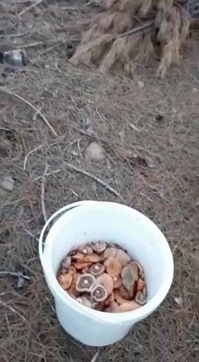 Ramazan (@by_ramcoo) adlı kullanıcının orijinal ses - Antalyalı Yörük ile oluşturduğu videoları