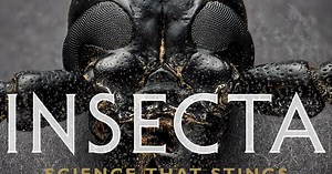 Insecta: Science that Stings