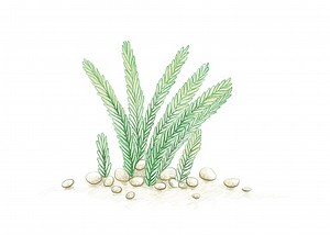 Illustration Hand Drawn Sketch of Crassula Muscosa, Watch Chain,...