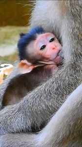 cute tiny baby Devi close eye to suck milk #reelsviral #reelsvideoシ #cute #animals #babymonkey #nature | Monkey Soo | Facebook
