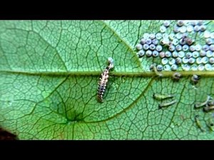 シャクトリムシの卵を襲うカゲロウの幼虫 R0012225
