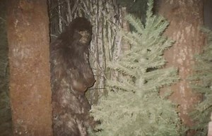 Clearest Photo of Female Sasquatch captured in Oregon Coast Range, if authentic
