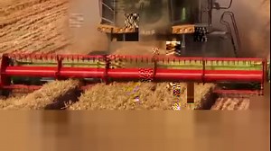 နွေရာသီ “အထွက်နှုန်းတိုး” ရှုခင်းများ ကြည့်ရအောင် -------- လက်ရှိကာလမှာ တရုတ်နိုင်ငံရဲ့ဂျုံအဓိကထွက်ရှိသော ဒေသများဟာ ရိတ်သိမ်းချိန်ကာလ ထဲကို စုပေါင်းရောက်ရှိလာကြပါပြီ။ နေရာဒေသအနှံ့က တောင်သူလယ်သမားများ၊ စိုက်ပျိုး ရေးနည်းပညာဝန်ထမ်းများ၊ စိုက်ပျိုးရေးအာမခံဌာနများဟာ နွေရာသီရိတ်သိမ်းမှုကို အားတက်သရော ပါဝင်နေကြပြီး ကောက်ပဲသီးနှံများ ဂိုဒေါင်ထဲအရောက် သိမ်းဆည်းနိုင် အောင် သေချာလုပ်နေကြပါတယ်။ ကနဦးစစ်တမ်းကောက်ယူမှုရလဒ် အရ ယခုနှစ် တရုတ် နိုင်ငံ နွေရာသီရဲ့စိုက်ပျိုးသီးနှံများ ရှင်သန်မှုအားကောင်းပြီး အထွက်နှ