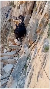 12K views · 123 reactions | گلگت بلتستان کے پہاڑ اور پہاڑی بکریاں | SSR Leepa Valley Serenity Spring Resort. | Facebook