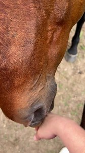 3.3K views · 390 reactions | Mutual grooming is one way horses bond with one another. It makes me feel so honored to be welcomed back to the ranch with a communal groom from the herd. They literally gather round to groom me and one another with their big horsey lips and tongues. #horses #horselife #horse #animals | Mikkel Becker | Facebook