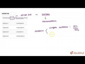Vertebrate brain differentiates from