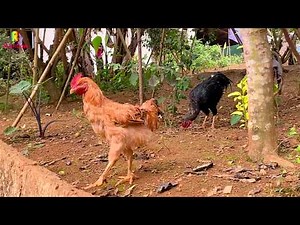 Ca Nhạc Trẻ Em Con Gà Trống Đàn Gà Con | Nhạc Thiếu Nhi Con Vật Quen Thuộc