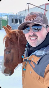 We played musical pens today! #cattle #farm #ranch #horses #calving | Kaid Panek