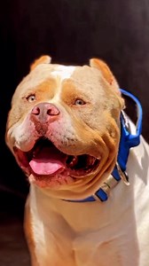 16 reactions | Dogmaw 2” wide luxurious dog collar, with a conveniently located control handle, and a quick-release silver buckle. https://petcolonyusa.com | Pet Colony USA | Facebook