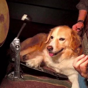 Argos Pet Insurance on Reels | Facebook