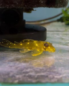 L201 Angel Pleco x 2 Available 🔥🔥🔥 | MarinePlus