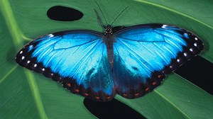 The Story of the Butterfly