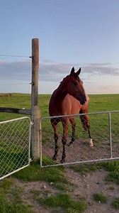 So I got a new friend today, well Mum’s biggest kid did. I’m not a fan yet. Not too sure he loves us patchy trouble makers either 😆 | That Dickhead Harley