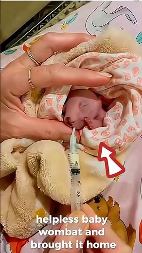 From Rescue to Family – The Orphaned Baby Wombat’s Journey