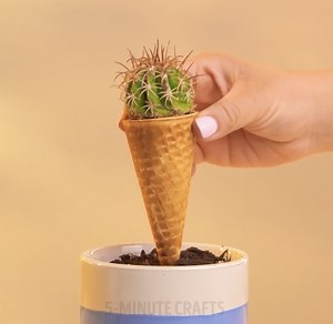 694K views · 29K reactions | Cuidados esenciales de las suculentas y trucos de cultivo | Ideas en 5 minutos Chicos | Facebook