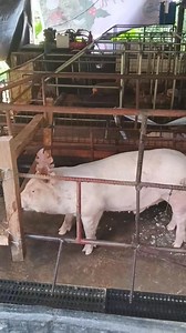 3K views · 27 reactions | Update sa Boarlet natin na American Yorkshire. | Archer Pig Farm | Facebook