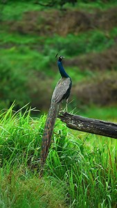 6.1K reactions · 153 shares | In Frame : Indian Peafowl | Manoj Pm | Facebook