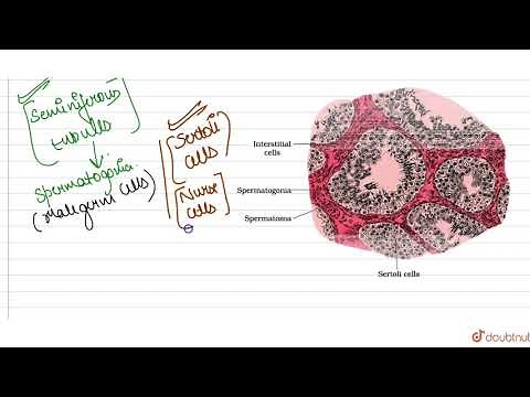 Sertoli cells are found in