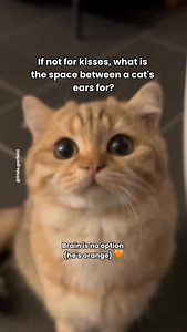 185K views · 16K reactions | But he’s the cutest 李 #cat #cats #catsofinstagram #catstagram #catloversclub #orangecat #tabbycatsofig #funnycats #gingercat #orangecat #bsh #britishshorthair #britischkurzhaar | Frida & Garfield | Facebook