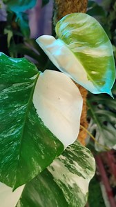 2.8K views · 86 reactions | Thai neem oil is the key️殺 Happy friday...