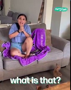 14M views · 160K reactions | Caught my girlfriend's reaction to meeting our new bulldog puppy  | Furry Tails | Facebook