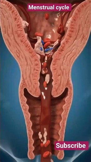Menstrual Cycle Explained | Phases, Hormones & Reproductive Health