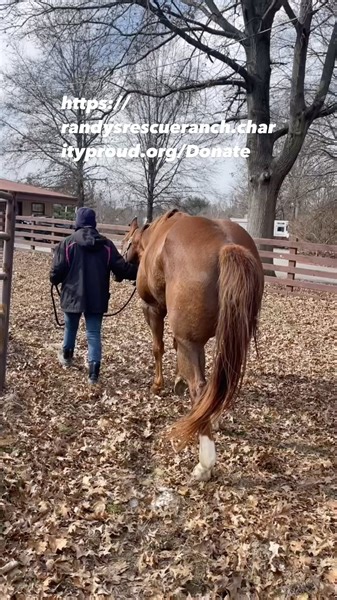 1.5K views | Gunner isn’t doing well. #rescuehorse https://randysrescueranch.charityproud.org/Donate | RRR Sanctuary | Facebook