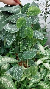 2.9K views · 194 reactions | Scindapsus Pictus Argyraeus ❤️ #scindapsus #plants #viralreels #reels #garden #houseplants #indoorplants #plantas #fyp #viral #plantsmakepeoplehappy #plantlover #beauty #Amazing #home #homedecor #foryou | Decor & Beauty | Facebook