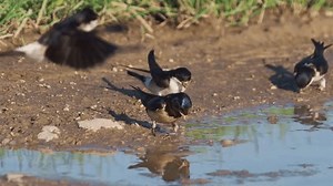 「Barn Swallow Western House Martin Collecting」の動画素材（ロイヤリティフリー）3815584817 | Shutterstock