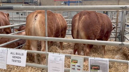8.1K views · 27 reactions | Quick walk round the pens … LIMOUSIN BULLS FOR TOMORROW | CCM Auctions Skipton Auction Mart Livestock Auctioneers | Facebook