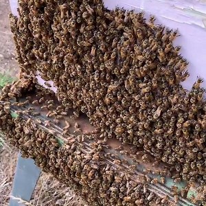 Bees Bearding at Hive Entrance