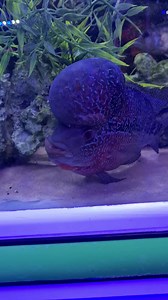Oasis Aquarium Ltd on Reels