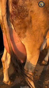 1. *Animal Care*: Cow and buffalo care, cow feeding techniques, buffalo health care, cattle health tips. 2. *Farming Practices*: Sustainable dairy farming, buffalo farming tips, organic dairy farming, small-scale dairy farming. 3. *Farm Life*: Rural farm animals, farm life reels, modern dairy techniques, dairy farm equipment. 4. *Milk and Production*: Milk production process, buffalo milk benefits. #reels #trending #viral | Mansa Dairy Farm