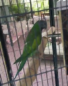 Derbyan Parakeet Confirm Breeding Pair Available Age : 4 Years old Gender : Pair (Male & Female) Location : Al Ain (Delivery Available) Price : 2900 AED With Big Cage & Breeding Box Whatsapp : 052- 900 62 64 🇦🇪 | Dubai Parrots World