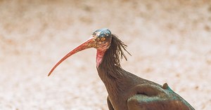 Extremely rare bird, bald ibis, returns to this part of Europe after four centuries