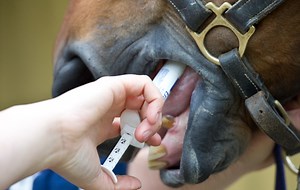 Horses with Cushing’s disease need more regular worming, research finds - Horse & Hound