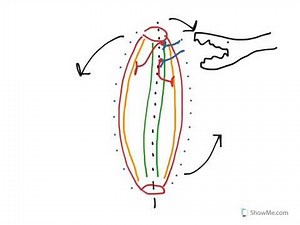 Decussation and encephalisation - why do we have a brain and why is it 'cross-wired'?