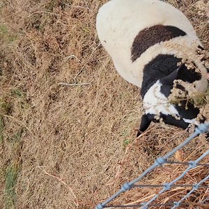 Piedmont Farm Animal Refuge on Reels