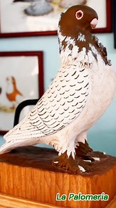 10K views · 204 reactions | La Casa de las Palomas de nuestra amiga Silvia (México)✨©La Palomería #colombicultura | La Palomeria | Facebook