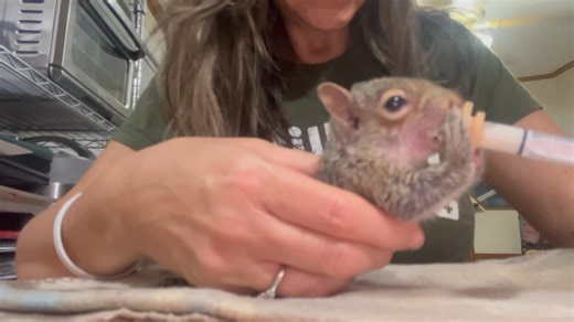 6.8K views · 1.2K reactions | Baby squirrel breakfast | Little Bit Wildlife Rescue | Facebook