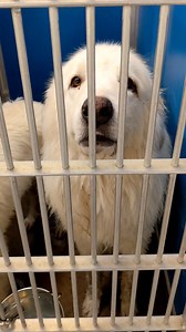 27 reactions · 23 shares | ❤️ RESCUED More Great Pyrenees that need new homes! This male and female are about 3 yrs old and want to get out. Cage 33 #231377-8 Adoption male $75 female $95 includes fixing, rabies vaccine and microchip $75 each pledge to a nonprofit Rescue | Advocates for the Animals at Greenville Animal Control Shelter | Facebook