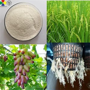 [Hot Item] Pgr Rooting Powder 2%Sp Indole Butyric Acid Iba+ Naphthylacetic Acid Naa