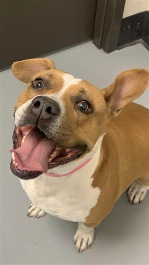 4.3K views · 141 reactions | Meet Pita; aka Pita chip, Pita Bread,...