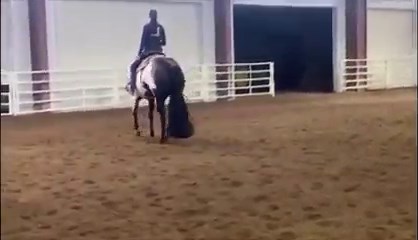 MULTIPLE PtHA WORLD & RW CHAMPION! She’ll get you seen! 2016 APHA All Around with over 600 points and she’s ready for a top youth or amateur. Multiple 2021 & 2022 PtHA World and RW Walk Trot Championships in Pleasure, Disciplined Rail and Ideal Pinto (English & Western). Third in HMS & Open Color, she also shows Halter and Trail. Nice turn around, packer on the rail and settles in well at the shows. For more information and videos please visit www.whittingtonequine.com. | Whittington Equine Mark